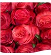 Rosa ecu amira 40 - REAMI1