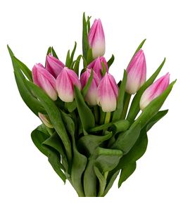 Tulipan belroyal pink 38 - TULBELPIN