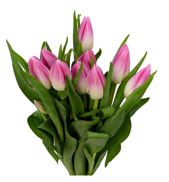Tulipan belroyal pink 38 - TULBELPIN