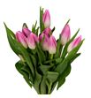 Tulipan belroyal pink 38 - TULBELPIN