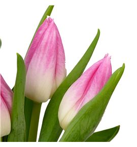 Tulipan belroyal pink 38 - TULBELPIN
