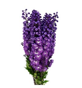 Delphinium delphis pink power 80 - DELDELPINPOW
