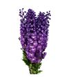 Delphinium delphis pink power 80 - DELDELPINPOW