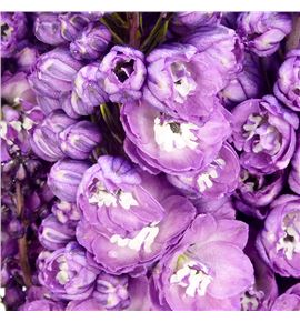 Delphinium delphis pink power 80 - DELDELPINPOW