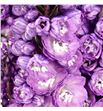 Delphinium delphis pink power 80 - DELDELPINPOW1