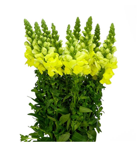 Antirrino monaco yellow 80 - ANTLEGYEL