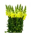 Antirrino monaco yellow 80 - ANTLEGYEL