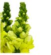 Antirrino monaco yellow 80 - ANTLEGYEL1