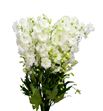 Delphinium centur white 100 - DELCENWHI