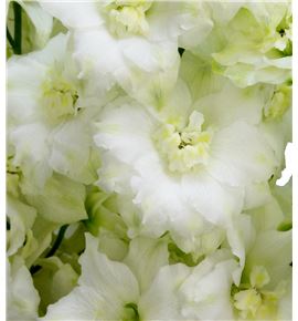 Delphinium centur white 100 - DELCENWHI