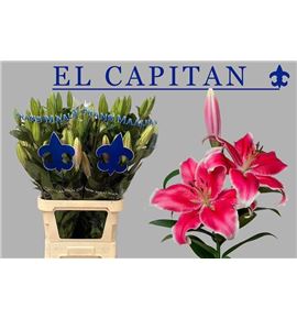 Lilium oriental hol capitan 100 - LOHCAP
