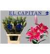 Lilium oriental hol capitan 100 - LOHCAP