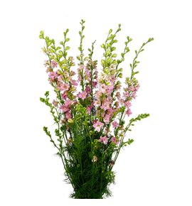 Delphinium ridderspoor rosa 90 - DELROSFIN
