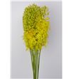 Eremurus yellow stenophyllus 60 - EREYELSTE