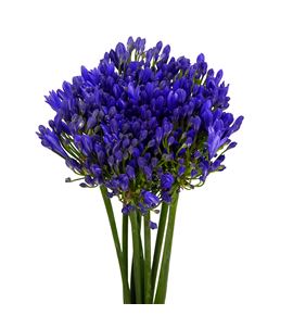 Agapanthus atlantic ocean 70 - AGAATLOCE