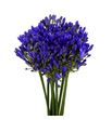 Agapanthus atlantic ocean 70 - AGAATLOCE