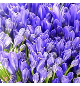 Agapanthus atlantic ocean 70 - AGAATLOCE