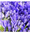 Agapanthus atlantic ocean 70 - AGAATLOCE1