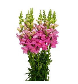 Antirrino monaco rose 80 - ANTMORROS