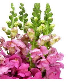 Antirrino monaco rose 80 - ANTMORROS