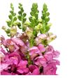 Antirrino monaco rose 80 - ANTMORROS1