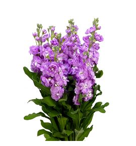 Matthiola milla rose 70 - MATMILROS