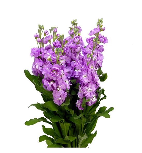 Matthiola milla rose 70 - MATMILROS