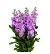 Matthiola milla rose 70 - MATMILROS