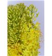 Eremurus yellow stenophyllus 60 - EREYELSTE1