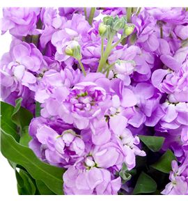 Matthiola milla rose 70 - MATMILROS