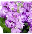 Matthiola milla rose 70 - MATMILROS1