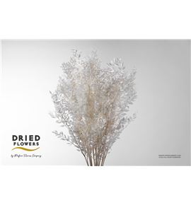 Dried ruscus fino preservado blanco - DRIRUSPREBLA