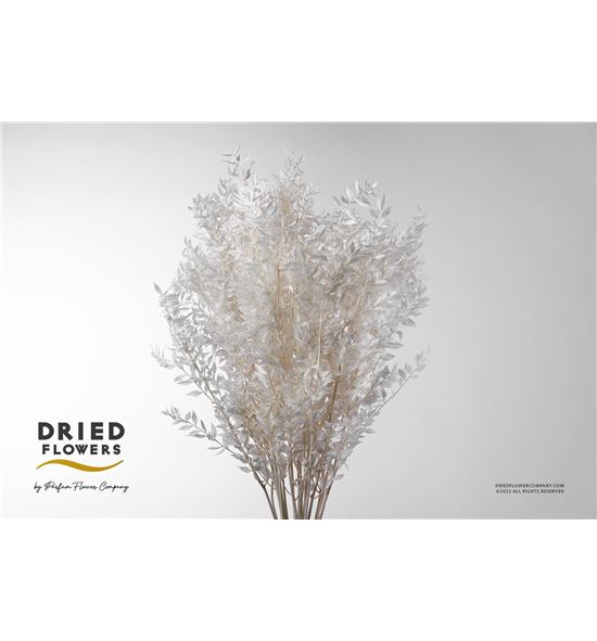 Dried ruscus fino preservado blanco - DRIRUSPREBLA