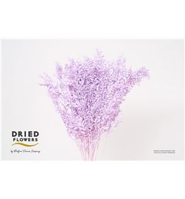 Dried ruscus fino preservado milka - DRIRUSPREMIL