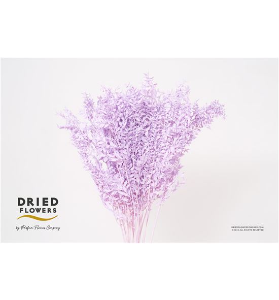 Dried ruscus fino preservado milka - DRIRUSPREMIL