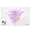 Dried ruscus fino preservado milka - DRIRUSPREMIL