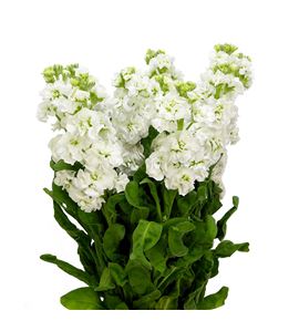 Matthiola stox white 60 - MATSTOWHI