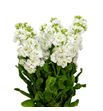 Matthiola stox white 60 - MATSTOWHI