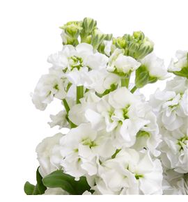 Matthiola stox white 60 - MATSTOWHI