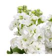 Matthiola stox white 60 - MATSTOWHI1