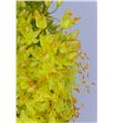 Eremurus yellow stenophyllus 60 - EREYELSTE2