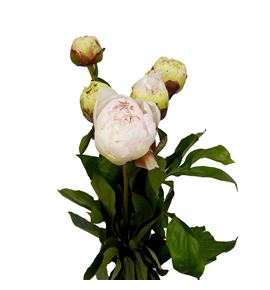 Paeonia ivory victory 60 - PAEIVOVIC