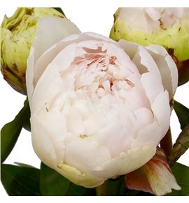 Paeonia ivory victory 60 - PAEIVOVIC