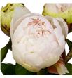 Paeonia ivory victory 60 - PAEIVOVIC1