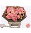 Rosa hol springfield park 60 - RGRSPRPAR