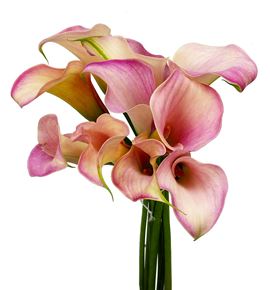 Cala blushing lady 70 - ZANBLULAD