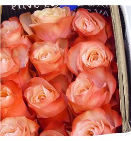 Rosa ecu kahala 50 - RCKAH