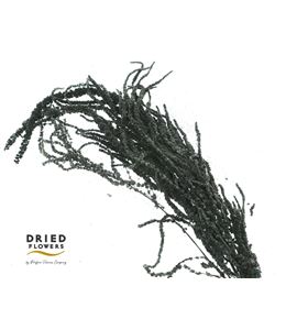 Dried amaranthus caudatus preservado negro - DRIAMAPRECAUNEG