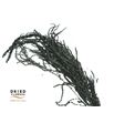 Dried amaranthus caudatus preservado negro - DRIAMAPRECAUNEG