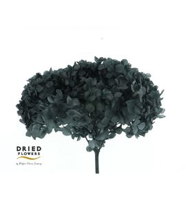 Dried hortensia preservada negra - DRIHORPRENEG